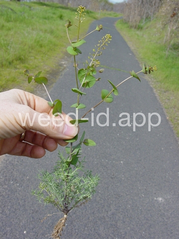 pepperweed, clasping